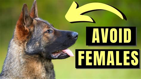 female german shepherd porn